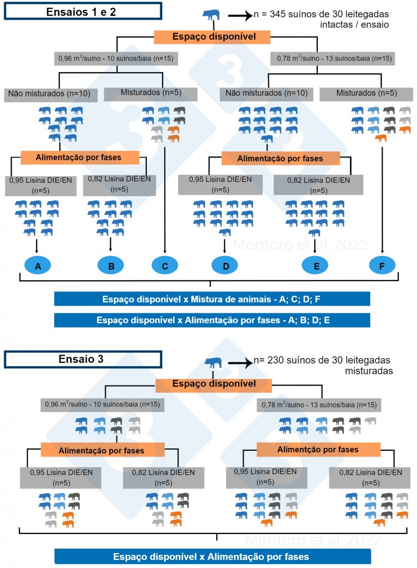 Figura 2.&nbsp;Ilustra&ccedil;&atilde;o esquem&aacute;tica do delineamento experimental nos ensaios 1, 2 e 3. Nos ensaios 1 e 2, o delineamento experimental foi um arranjo fatorial 2 &times; 2 com espa&ccedil;o dispon&iacute;vel x mistura animal e espa&ccedil;o dispon&iacute;vel x alimenta&ccedil;&atilde;o faseada como tratamentos, respectivamente. No experimento 3, o delineamento experimental foi um arranjo fatorial 2 &times; 2 com espa&ccedil;o dispon&iacute;vel x fase de alimenta&ccedil;&atilde;o como tratamento e a mistura animal foi aplicada a todas as baias. Fonte: Montoro et al. 2022.
