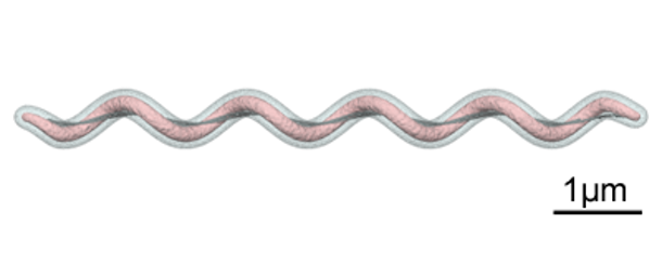 Figura 2. Gr&aacute;fico que mostra a&nbsp;forma espiroqueta de Brachyspira spp. Fonte: Y_tambe. https://creativecommons.org/licenses/by-sa/3.0/deed.en
