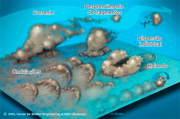 Figura 7. As bact&eacute;rias do biofilme podem se mobilizar de v&aacute;rias maneiras: Coletivamente, seja em ondula&ccedil;&otilde;es, rolando na superf&iacute;cie ou destacadas em grupos ou individualmente, dispersando-se na corrente. Fonte: Center for Biofilm Engineering, Montana State University.
