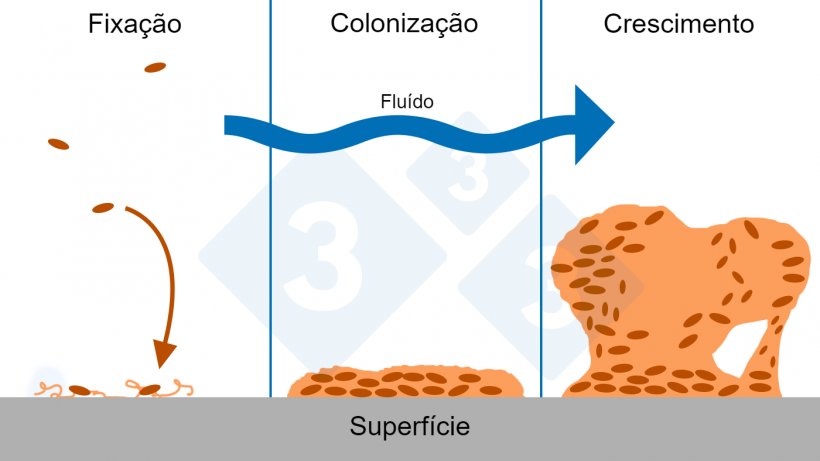 Figura 6. Tr&ecirc;s fases de forma&ccedil;&atilde;o de biofilme: fixa&ccedil;&atilde;o, coloniza&ccedil;&atilde;o e crescimento de estruturas complexas de biofilme. Fonte: Figura adaptada com permiss&atilde;o do Center for Biofilm Engineering, Montana State University.
