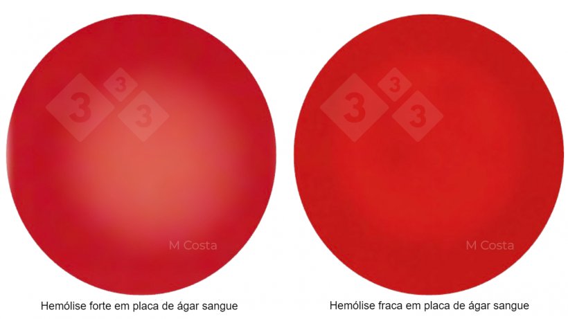 Figura 1. Diferen&ccedil;a visual entre cepas de Brachyspira fortemente hemol&iacute;ticas (esquerda) e fracamente hemol&iacute;ticas (direita). Fotos tiradas em &aacute;gar sangue de ovelha a 5%, a transpar&ecirc;ncia &eacute; indicativa de hem&oacute;lise (degrada&ccedil;&atilde;o dos gl&oacute;bulos vermelhos).
