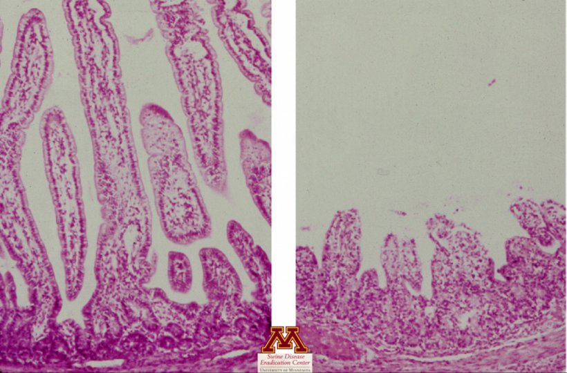 Atrofia das vilosidades causada por rotav&iacute;rus. Foto de&nbsp;Swine Diseases por&nbsp;Perle Zhitnitskiy, DVM, MSpVM. Fonte: Dr. Carlos Pijoan https://creativecommons.org/licenses/by-nc/4.0/
