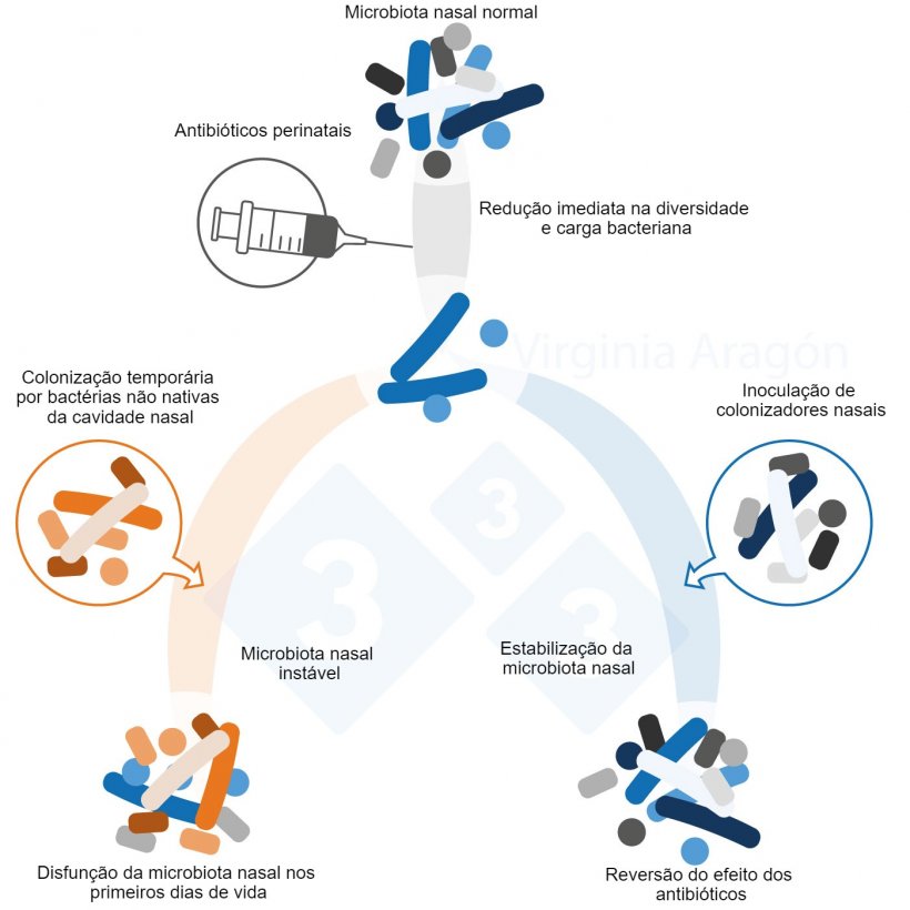 Figura 1.&nbsp;Os antibi&oacute;ticos perinatais produzem uma redu&ccedil;&atilde;o na carga bacteriana da microbiota nasal, o que altera a sua diversidade e composi&ccedil;&atilde;o. Essa altera&ccedil;&atilde;o &eacute; mais duradoura quando as matrizes&nbsp;s&atilde;o tratadas. A inocula&ccedil;&atilde;o de colonizadores nasais pode reverter esse efeito.
