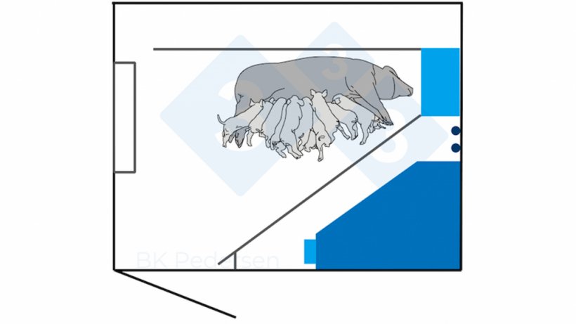 Figura 2. Anteriormente, os requisitos na Alemanha inclu&iacute;am um espa&ccedil;o de baia&nbsp;de 6,5 m2 ou mais, exigindo que a matriz pudesse deitar-se de lado sem tocar na parede com as pernas estendidas. Portanto, as baias alem&atilde;es da primeira gera&ccedil;&atilde;o costumam ter 3,00 m de comprimento e 2,30 m de largura. A baia inclui uma gaiola localizada a 40 cm da parede para permitir que a f&ecirc;mea&nbsp;se deite sem toc&aacute;-la.
