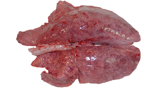 Figura 1: Pneumonia intersticial causada pelo PRRSV
