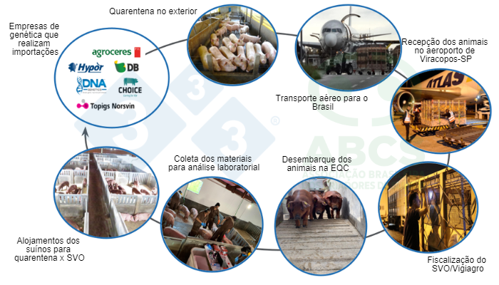 Figura 1: Imagens que ilustram a sequencia das opera&ccedil;&otilde;es de importa&ccedil;&otilde;es dos su&iacute;nos reprodutores, do pa&iacute;s de origem e destinados ao Brasil para cumprimento da quarentena na EQC e posterior povoamento das granjas GRSCs (imagens cedidas pelas empresas). Fonte: ABCS.
