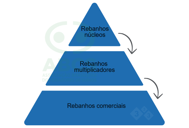 Figura 2: Estrutura piramidal de um programa de melhoramento gen&eacute;tico de su&iacute;nos. Granjas N&uacute;cleo s&atilde;o o topo da pir&acirc;mide e onde se encontra os rebanhos puros ou sint&eacute;ticos (com su&iacute;nos de alto valor gen&eacute;tico). Granjas multiplicadoras, multiplicam o material gen&eacute;tico que &eacute; produzido nas Granjas N&uacute;cleo. Granjas comerciais, recebem o material gen&eacute;tico das Granjas Multiplicadoras e geram os su&iacute;nos destinados ao abate. Fonte: ABCS, 2013.
