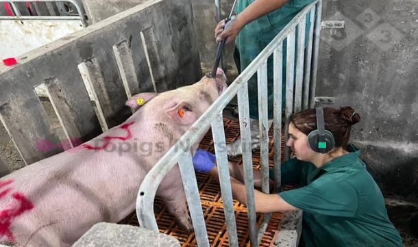 Imagem cedida&nbsp;pela empresa Topigs&nbsp;Norsvin.&nbsp;
