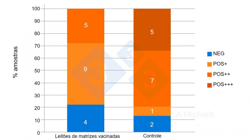 Figura 2. Amostras de fluido oral de leit&otilde;es de 5 e 8 semanas de idade. Os leit&otilde;es provenientes de m&atilde;es vacinadas (esquerda) mostram uma forte redu&ccedil;&atilde;o na preval&ecirc;ncia de B. bronchiseptica em compara&ccedil;&atilde;o com os resultados do grupo de controlo n&atilde;o vacinado (direita).
