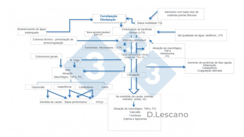 Figura 2. Intera&ccedil;&atilde;o entre fatores que promovem constipa&ccedil;&atilde;o.
