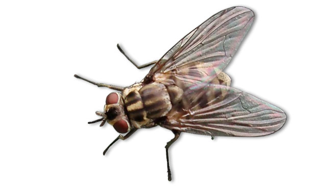 Mosca de estábulo (Stomoxys calcitrans)
