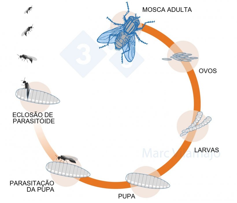 Figura 3. Ciclo biol&oacute;gico da mosca interrompido pela a&ccedil;&atilde;o de um parasit&oacute;ide.
