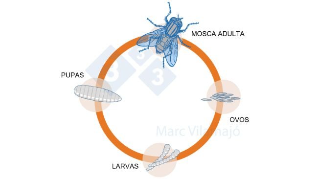 Figura 1. Ciclo biol&oacute;gico da mosca.
