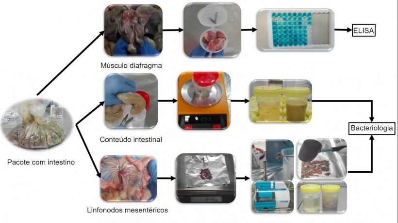 Processamento de amostras intestinais de leit&otilde;es para a detec&ccedil;&atilde;o de Salmonella.
