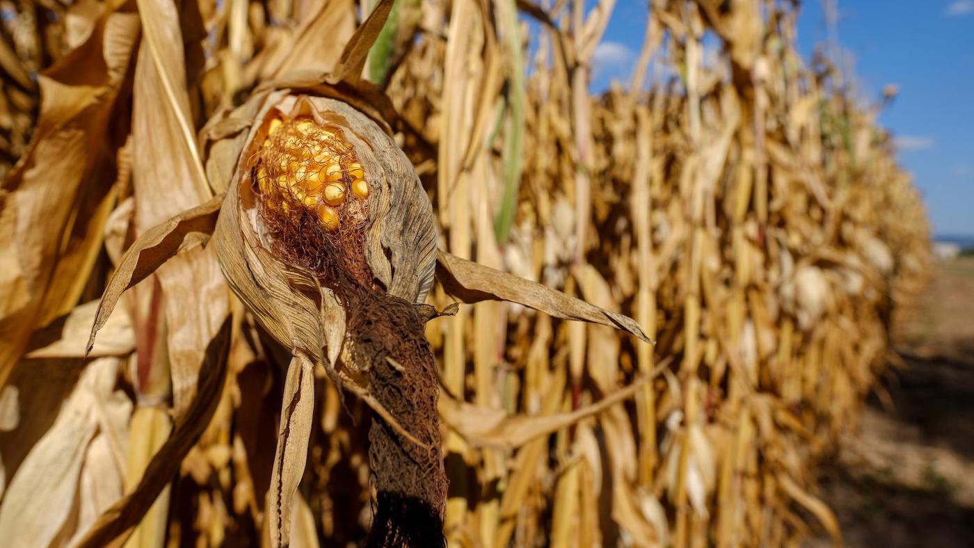 Índice de preços dos cereais da FAO sobe em setembro