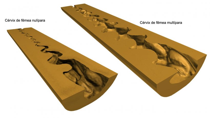 Figura 1. Representa&ccedil;&otilde;es em 3D digital da&nbsp;c&eacute;rvix uterina&nbsp;(sec&ccedil;&atilde;o longitudinal m&eacute;dia) de porcas nul&iacute;paras e mult&iacute;paras obtidas ap&oacute;s scaner (NextEngine Desktop 3D Scanner, modelo 2020i) dos moldes endoluminais.
