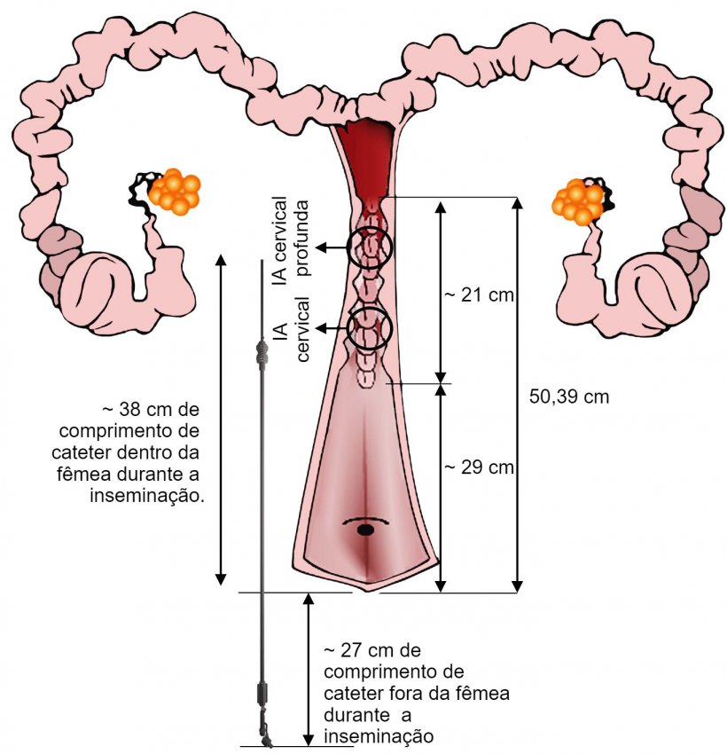 Figura 3. Representa&ccedil;&atilde;o da disposi&ccedil;&atilde;o do cateter&nbsp;no trato genital da porca durante a IA. As dimens&otilde;es foram medidas a partir de insemina&ccedil;&otilde;es e de tratos genitais de f&ecirc;meas nul&iacute;paras provenientes do matadouro.
