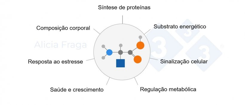 Figura 1. Fun&ccedil;&otilde;es gerais dos amino&aacute;cidos funcionais.
