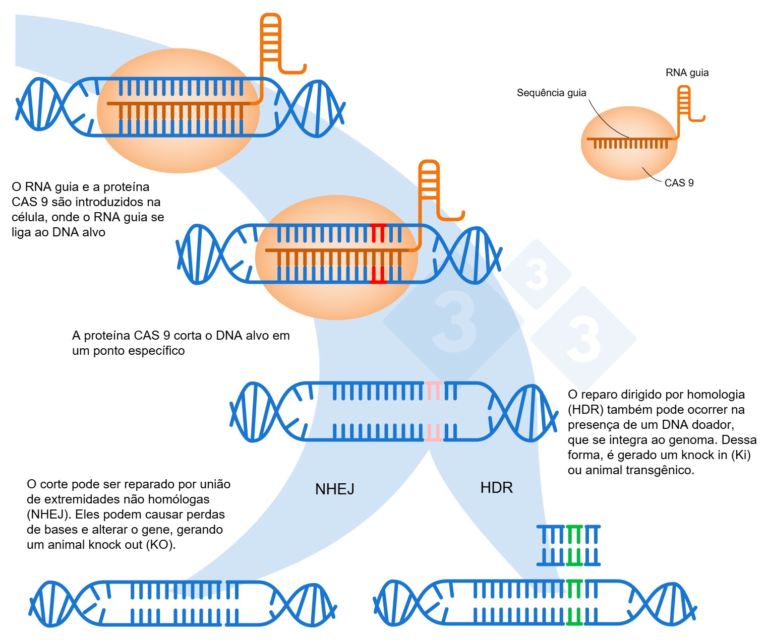 Edição genética: o que é e como pode contribuir para a suinocultura?