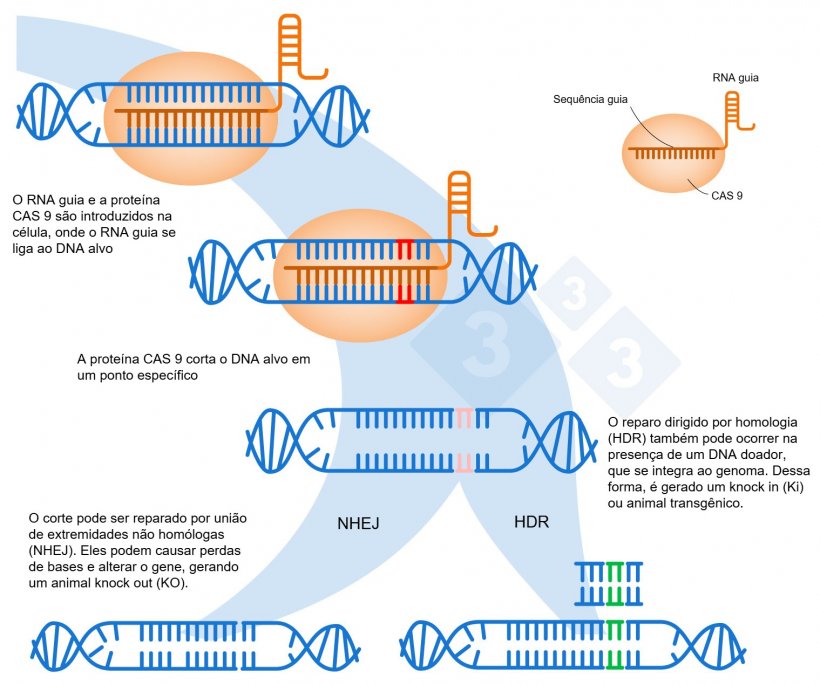 Figura 1. Edi&ccedil;&atilde;o de genes utilizando o sistema CRISPR-Cas9. Um RNA guia (sgRNA) reconhece uma regi&atilde;o gen&ocirc;mica espec&iacute;fica, que direciona a endonuclease do DNA Cas9. Esta enzima produz uma quebra nas duas fitas de DNA no local preciso. Adaptado de: https://es.moleculardevices.com/applications/gene-editing-with-crispr-engineering
