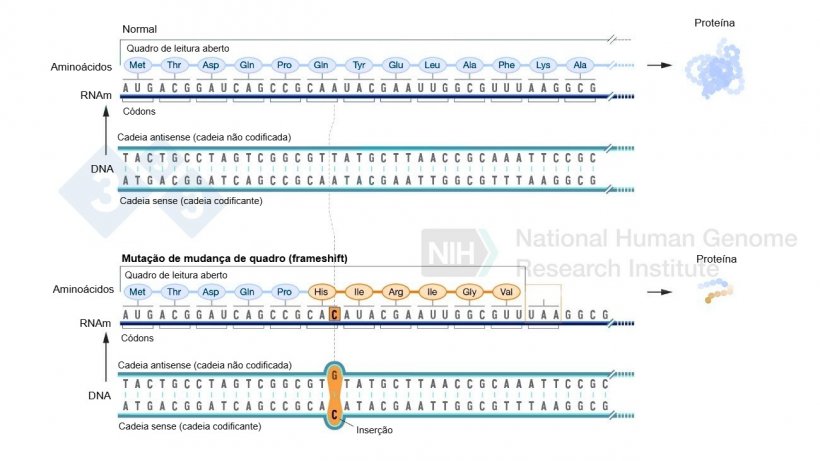 Figura 2. Exemplo de inser&ccedil;&atilde;o de um nucleot&iacute;deo que representa uma mudan&ccedil;a no quadro de leitura e resulta na forma&ccedil;&atilde;o de amino&aacute;cidos diferentes dos normais e por fim um c&oacute;don de parada que interrompe a forma&ccedil;&atilde;o de mais amino&aacute;cidos para aquela prote&iacute;na. Fonte: https://www.genome.gov/es/genetics-glossary/Mutacion-con-cambio-del-marco-de-lectura
