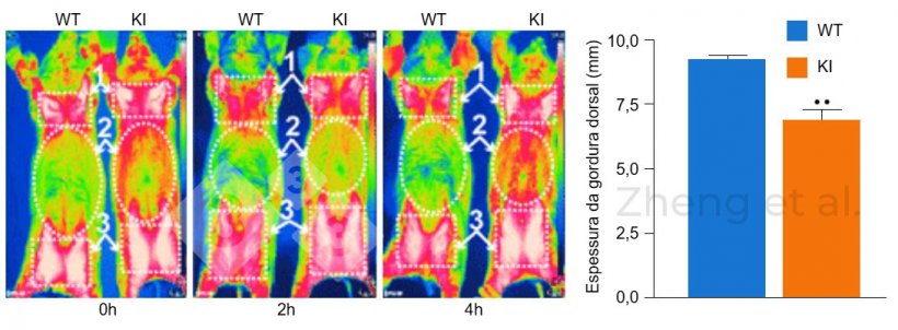 Figura 3: Imagens infravermelhas foram tiradas &agrave;s 0, 2 e 4 horas ap&oacute;s a exposi&ccedil;&atilde;o ao frio em porcos de 6 meses de idade. Espessura de toucinho em leit&otilde;es de 20 kg. Fonte: Zheng et al. (2017). &laquo;Reconstitution of UCP1 using CRISPR/Cas9 in the white adipose tissue of pigs decreases fat deposition and improves thermogenic capacity&raquo;.&nbsp;Proc Natl Acad Sci U S A 114(45): E9474-E9482.
