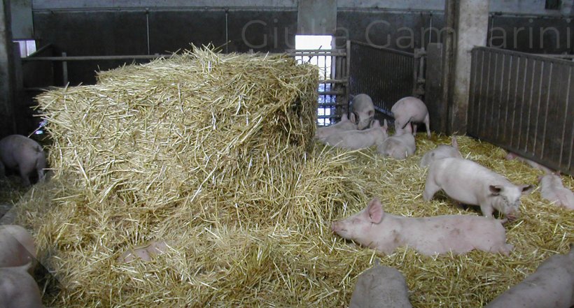 Foto 2: No caso de um modelo de duas fases, a melhor abordagem preventiva &eacute; fornecer aos animais materiais de&nbsp;enriquecimento&nbsp;que possam manusear, por exemplo, palha.
