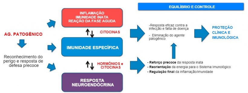 Figura 2a. Intera&ccedil;&atilde;o entre imunidade e resposta neuroend&oacute;crina: resposta inflamat&oacute;ria e imunol&oacute;gica equilibrada e controlada que conduz &agrave; prote&ccedil;&atilde;o cl&iacute;nica e imunol&oacute;gica.
