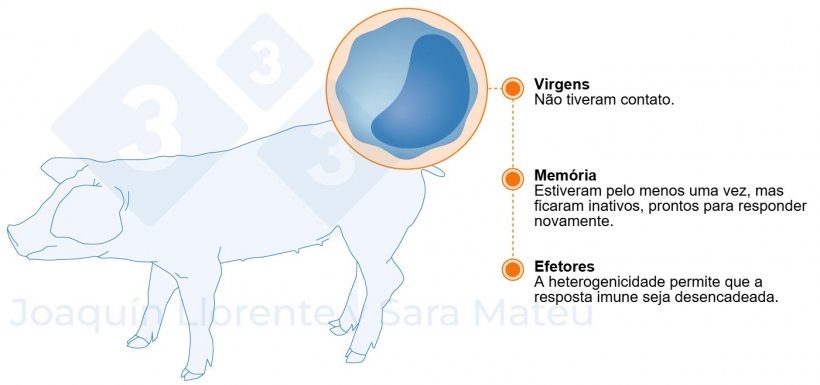 Figura 2. Est&aacute;gios funcionais dos linf&oacute;citos.
