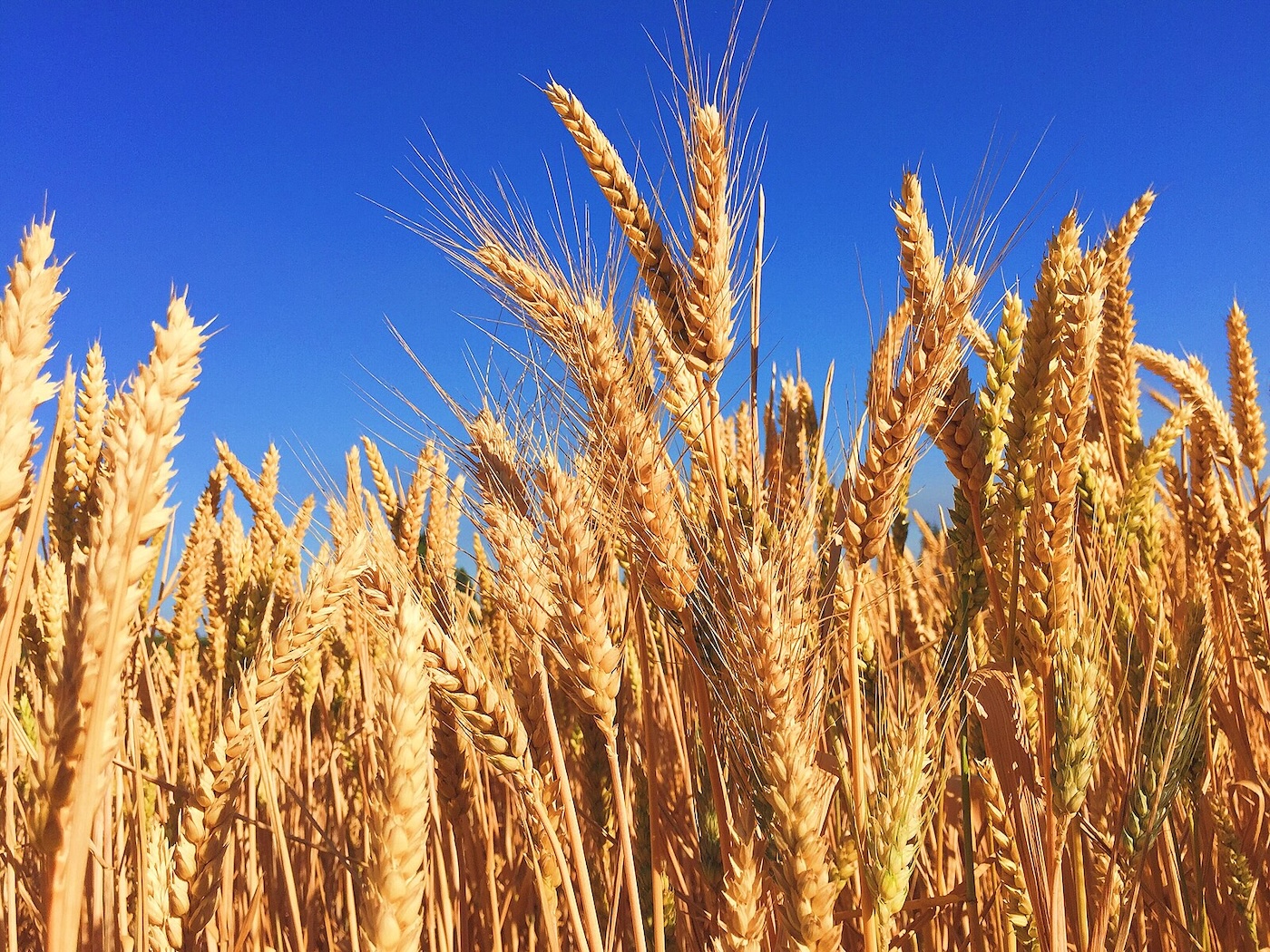 Índice de preços dos cereais da FAO cai em novembro