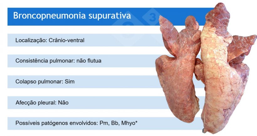 Pm: Pasteurella multocida; Bb: Bordetella bronchiseptica; Mhyo: Mycoplasma hyopneumoniae

*Mhyo geralmente participa da broncopneumonia supurativa como pat&oacute;geno inicial (primeiro causando pneumonia broncointersticial).
