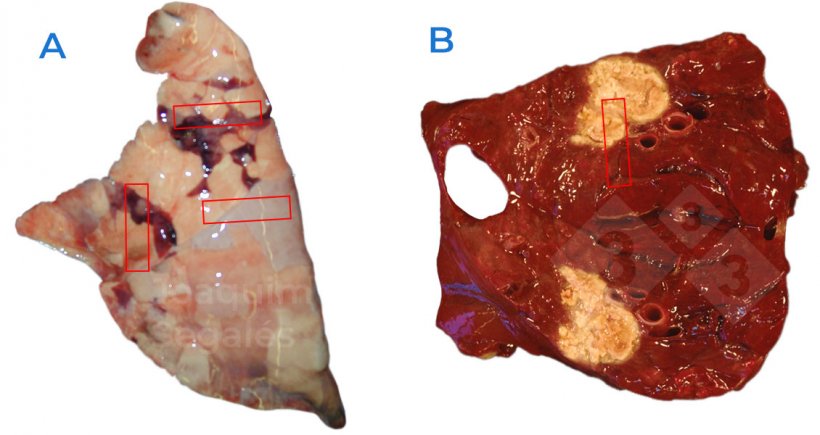 Figura 1. A. Muestreo general recomendado en un pulm&oacute;n, tomando muestras que incluyan zonas normales y afectadas. B. En caso de lesiones focales, deben tomarse tambi&eacute;n zonas normales y afectadas, no s&oacute;lo con lesi&oacute;n.
