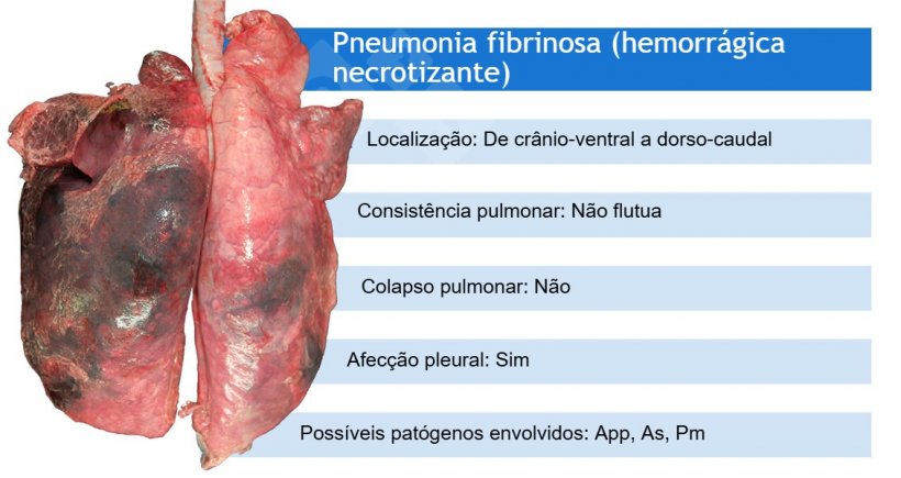 App: Actinobacillus pleuropneumoniae; As: Actinobacillus suis;&nbsp;Pm: Pasteurella multocida
