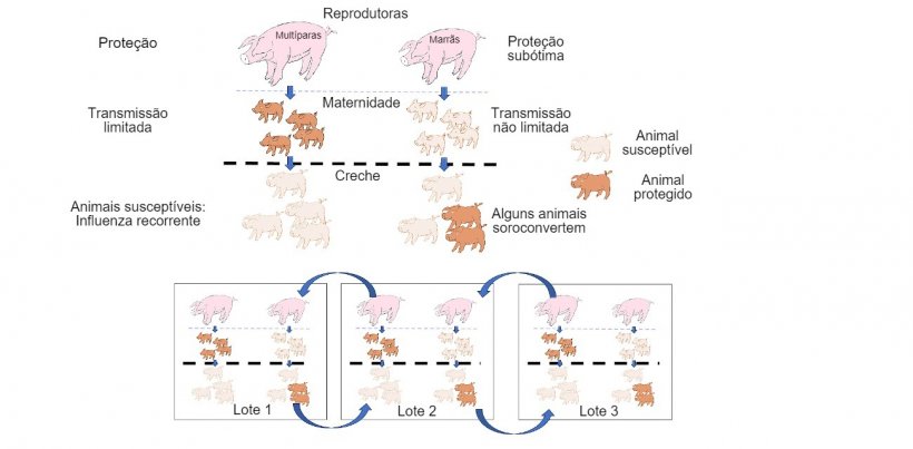 Figura 1: A transmiss&atilde;o &eacute; reduzida em animais que obt&ecirc;m prote&ccedil;&atilde;o de maior qualidade (leit&otilde;es de porcas mult&iacute;paras) do que em leit&otilde;es filhos de marr&atilde;s. Na&nbsp;creche os animais que foram infectados na presen&ccedil;a de um certo n&iacute;vel de anticorpos maternos n&atilde;o desenvolver&atilde;o ativamente a imunidade, de modo que o v&iacute;rus pode infectar e causar gripe recorrente. Por fim, a presen&ccedil;a num &uacute;nico momento de diferentes lotes de diferentes idades de animais facilita a transmiss&atilde;o do v&iacute;rus entre lotes, perpetuando a infec&ccedil;&atilde;o.
