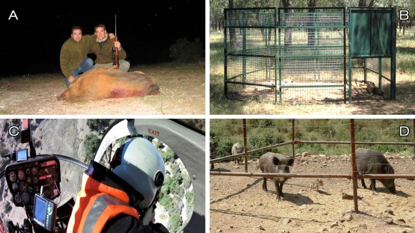 Foto 1: Op&ccedil;&otilde;es de controlo: A) ca&ccedil;a recreativa; B) aprisionamento; C) elimina&ccedil;&atilde;o por profissionais (neste caso de helic&oacute;ptero, quadras de foto de Ivor Jockney); D) manejo do habitat: suprimir a alimenta&ccedil;&atilde;o e proteger as culturas (foto: alimentador fixo de javali).
