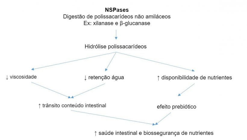 Mecanismo de a&ccedil;&atilde;o de enzimas ex&oacute;genas. Enzimas ex&oacute;genas t&ecirc;m atividade prebi&oacute;tica por hidr&oacute;lise de polissac&aacute;ridos n&atilde;o-amil&aacute;ceos a oligossac&aacute;ridos utiliz&aacute;veis por certas bact&eacute;rias. Adaptado de Sinha 2011
