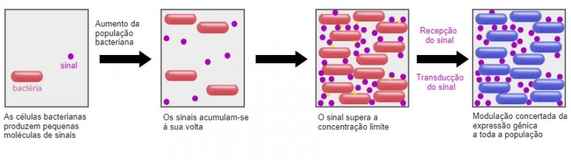 Um sistema promissor &eacute; a capacidade de influenciar o mecanismo de sinaliza&ccedil;&atilde;o entre bact&eacute;rias (Quorum sensing) atrav&eacute;s de certos probi&oacute;ticos. Desta forma, elas podem ser impedidas de realizar estrat&eacute;gias de sobreviv&ecirc;ncia comuns, como a forma&ccedil;&atilde;o de biofilmes ou esporula&ccedil;&atilde;o em condi&ccedil;&otilde;es adversas.
