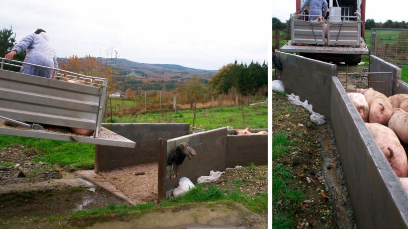 O limite entre a zona limpa e a zona suja deve ser claro. Isso &eacute; particularmente importante nas rampas de carregamento, tanto para animais quanto para materiais.
