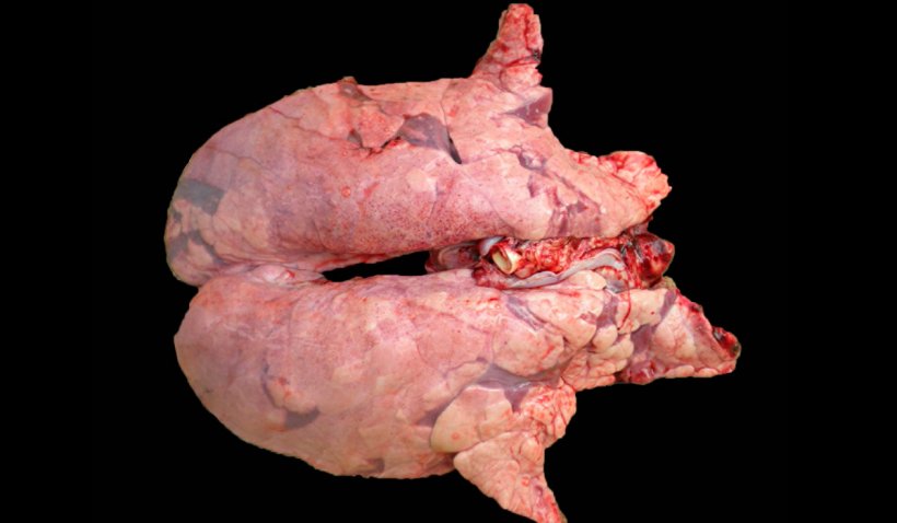 Figura 2. Pulm&atilde;o de su&iacute;no coinfectado com M. hyopneumoniae e PRRSV. Pulm&atilde;o n&atilde;o colapsado com &aacute;reas de les&atilde;o marrom-avermelhadas distribu&iacute;das por todo o par&ecirc;nquima, les&otilde;es PRRS t&iacute;picas, que apresentam, ao mesmo tempo, nas &aacute;reas cranioventrais&nbsp;&aacute;reas de consolida&ccedil;&atilde;o avermelhadas, produzidas pela infec&ccedil;&atilde;o por M. hyopneumoniae .
