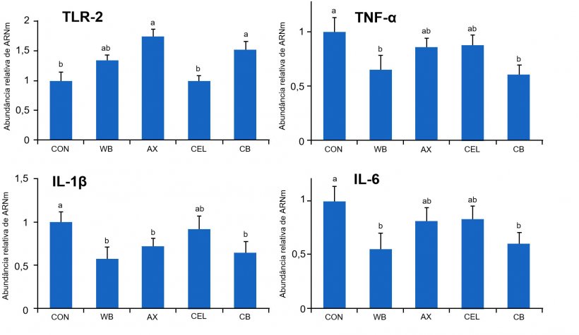 Figura 1. Efeito de distintas fontes de fibra na dieta sobre a express&atilde;o g&ecirc;nica dos receptores TLR-2 e citocinas pr&oacute;-inflamat&oacute;rias no intestino de leit&otilde;es desmamados. CON: dieta controle&nbsp;sem componentes fibroso WB: dieta suplementada com 10% de s&ecirc;mea de trigo AX: dieta suplementada com uma quantidade de arabinoxilanos equivalente &agrave; fornecida por 10% de s&ecirc;mea de trigo CEL: dieta suplementada com uma quantidade de celulose equivalente &agrave; fornecida por 10% de s&ecirc;mea de trigo (CEL) CB: dieta suplementada com as mesmas quantidades de arabinoxilanos e celulose, conjuntamente. M&eacute;dias com letras distintas diferem de forma estatisticamente significativa (p&lt;0,05). Fonte: Chen et col., 2016
