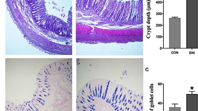 FIGURA 3. Effetti degli interventi di nutrizione dopo la nascita&nbsp;sulla morfologia del colon e sul numero di cellule caliciformi. CON, gruppo di controllo, ENI, gruppo di interventi di nutrizione precoce. (UN). Colorazione HE e PAS del tessuto del colon. (B) La profondit&agrave; della cripta del colon. (C) Il numero di cellule caliciformi del colon. I dati sono espressi come media &plusmn; SEM (n = 4). Il test t per campioni indipendenti &egrave; stato utilizzato per confrontare i dati tra due gruppi. *P &lt; 0,05.
