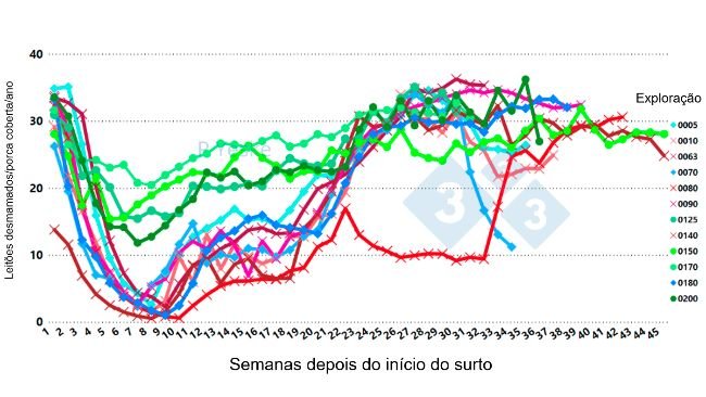 Figura 2. Alterações nos leitões desmamados/ porcas cobertas/ano ao longo do tempo após o surto de PRRSv (variante 1-4-4 L1C em 12 explorações diferentes, mostrando que a queda de produtividade leva até 30 semanas a recuperar).
