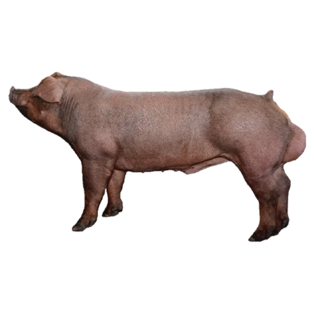 ACUFAST DUROC