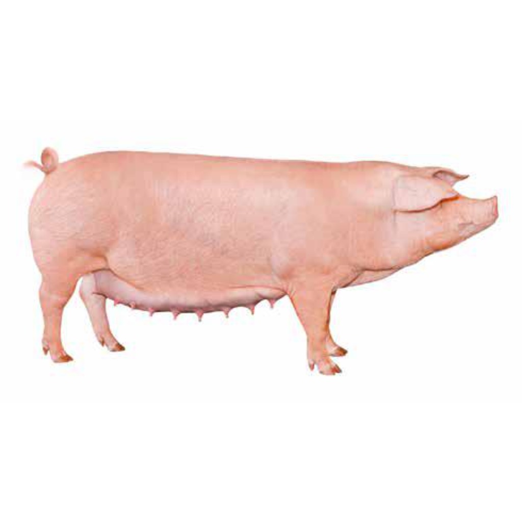 TOPIGS NORSVIN LANDRACE