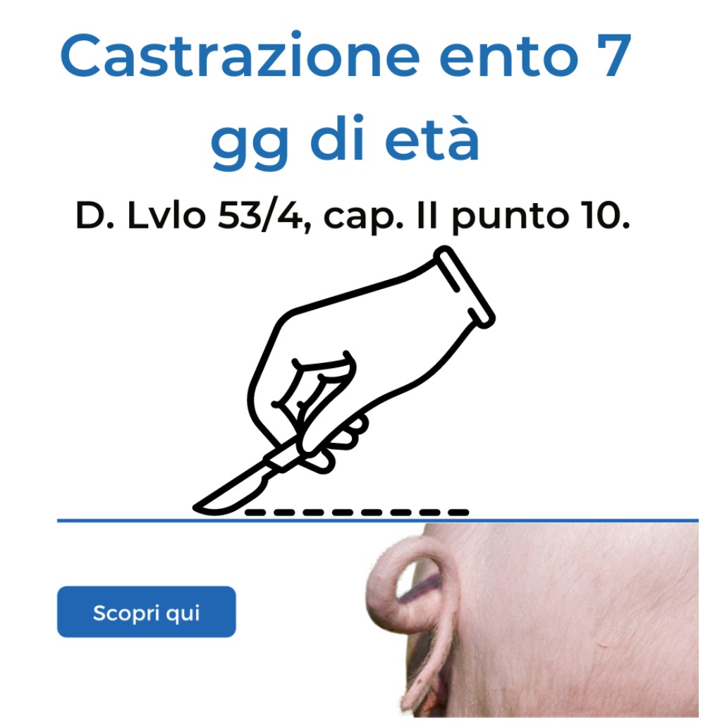 Castrazione entro i 7 gg di età