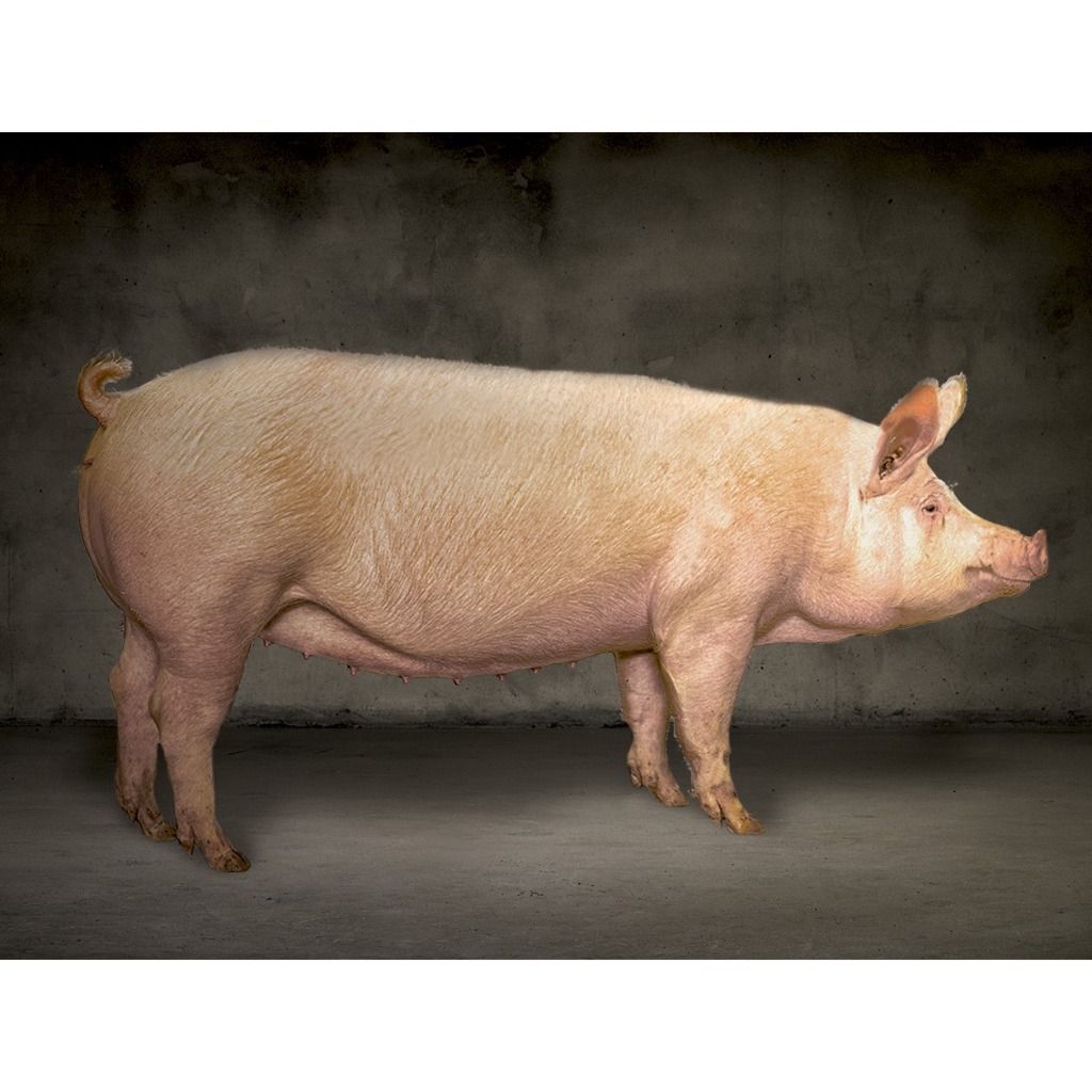 Scrofa TN70 Italia  Registro Topigs Norsvin Italia