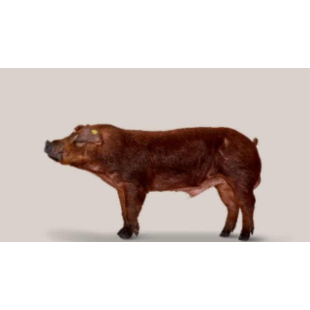 Duroc DanBred